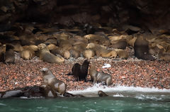 Lobos marinos