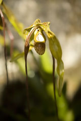 Orquidea en Macchu Picchu