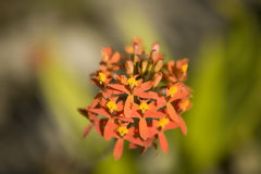 Orquidea en Macchu Picchu