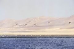 Paracas