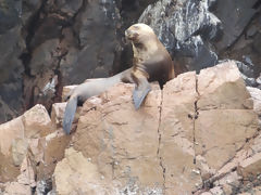 Islas Ballestas, Paracas