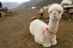 Cra de alpaca en Chivay