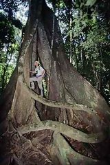 Arbol de Lupuna, Manu