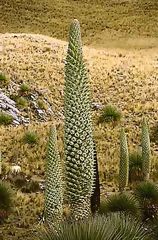 Puya Raimondi