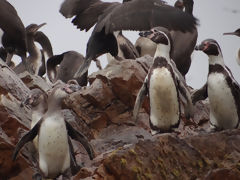 Islas Ballestas, Paracas