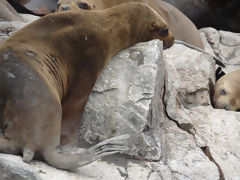 Islas Ballestas, Paracas