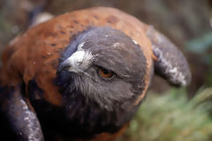 Gavilan acanelado (parabuteo unicinctus)